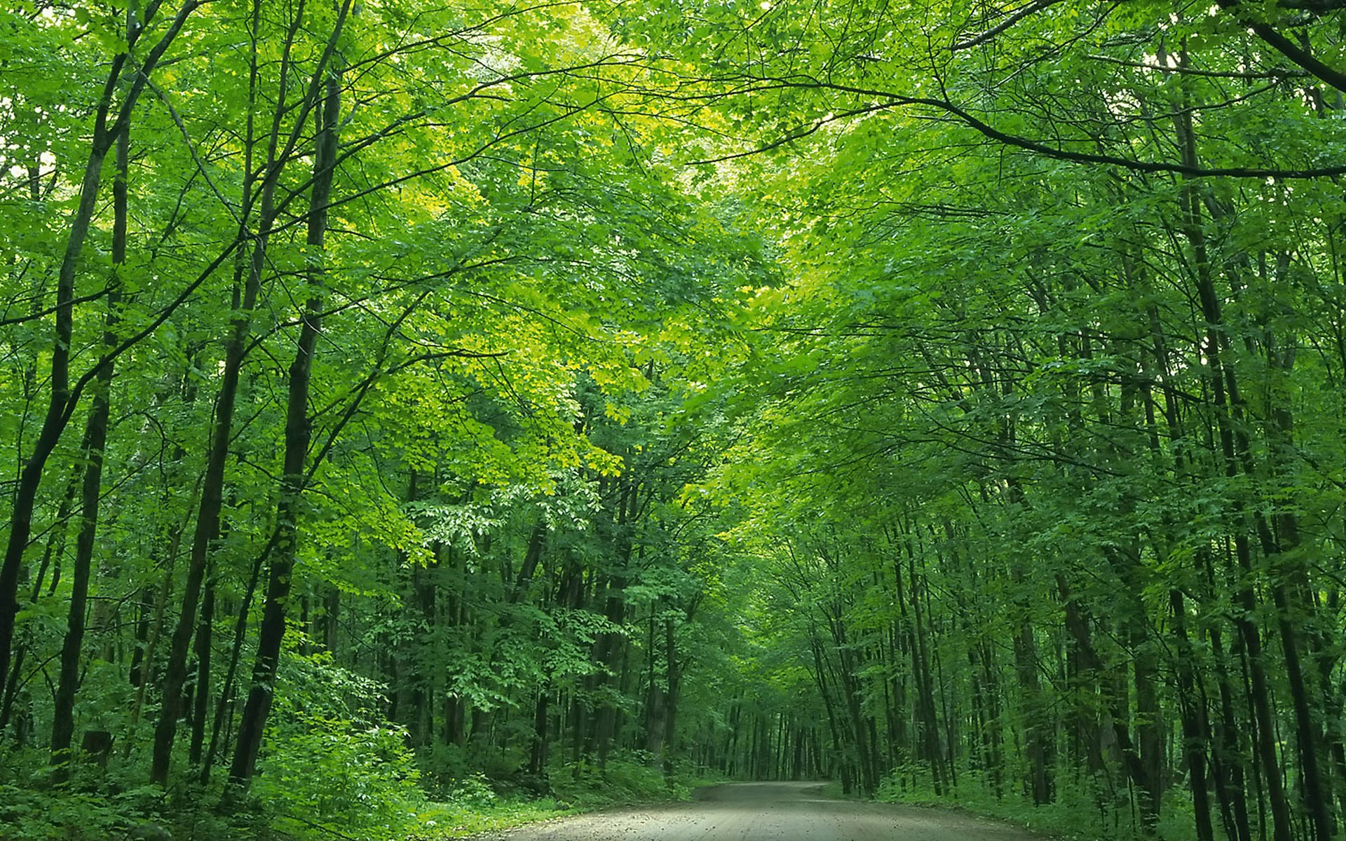src=http___pic1.win4000.com_wallpaper_5_556d11d32ba8f.jpg_down&refer=http___pic1.win4000.jpg